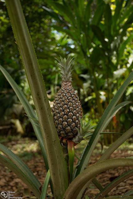 Jamu Lodge Puerto Montufar Zewnętrze zdjęcie